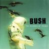 Bush